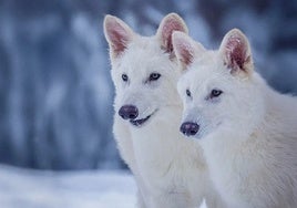 ¿Han conseguido realmente 'desextinguir' al lobo huargo?