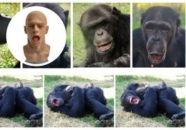 Los chimpancés se contagian de los bostezos de un androide e incluso se echan a dormir