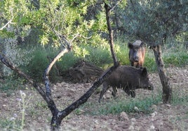 La Generalitat Valenciana amplía y agiliza la caza para frenar la proliferación del jabalí