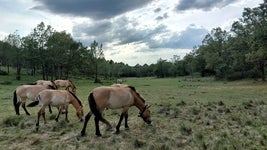 Caballos de Przewalski, libres en Iberian Highlands