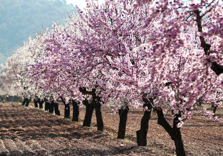 Cerezos en flor en el Valle del Jerte